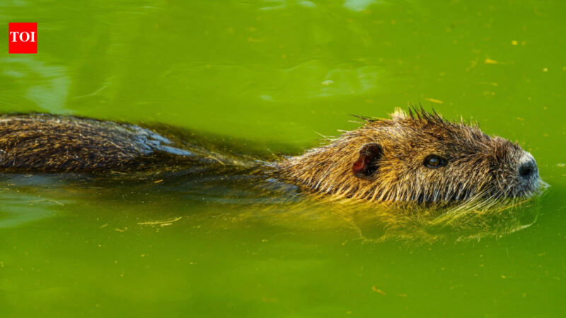 Colorado Hairdresser Rescues and Relocates Over 1,000 Beavers to Restore Wetlands