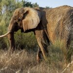 Portugal's last circus elephant, Julie, has arrived at Europe's first large scale elephant sanctuary and is already roaming free and enjoying her first mud bath
