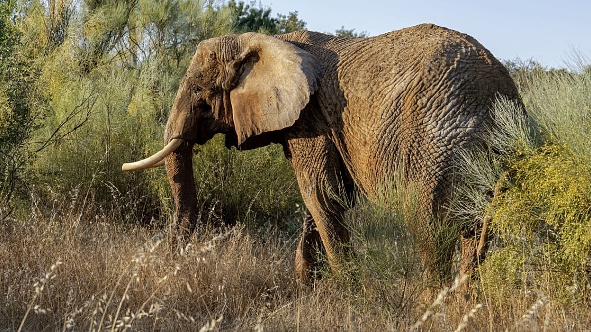 Portugal's last circus elephant, Julie, has arrived at Europe's first large scale elephant sanctuary and is already roaming free and enjoying her first mud bath