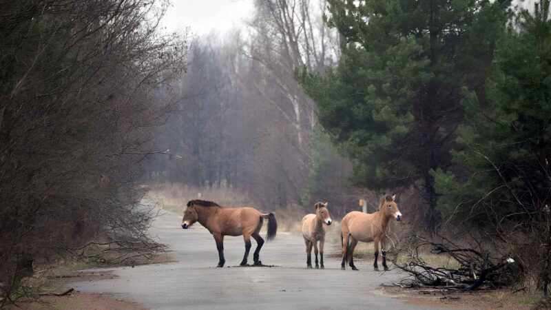 Forty Years After Chernobyl: Large Mammals Thrive at Sevenfold Density in the Exclusion Zone as Human Presence Disappears