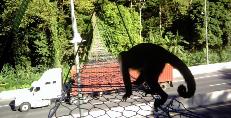 Costa Rica Mandates Wildlife Crossings on Roads to Protect Animals and Reconnect Habitats, with 59 Species Already Using Bridges