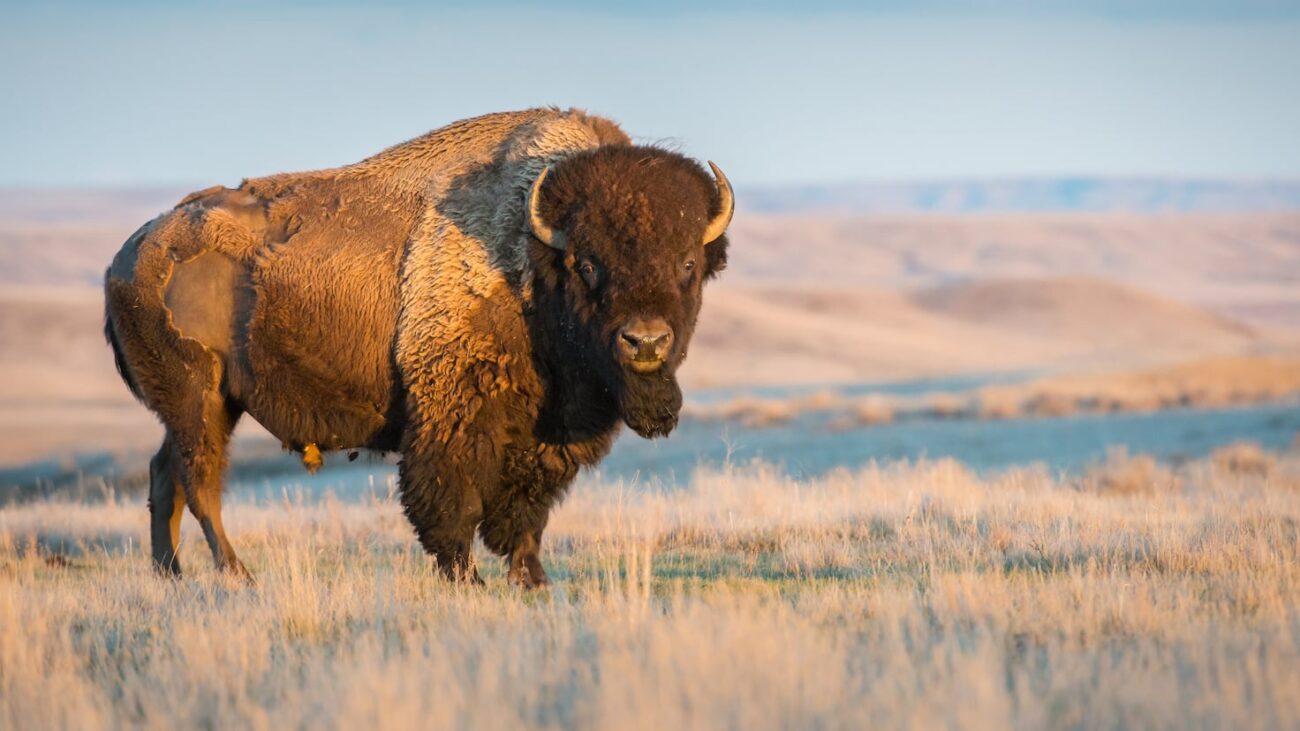 Mexico reintroduced bison in 2025 after more than 100 years: Just months later, the ecosystem is restoring itself