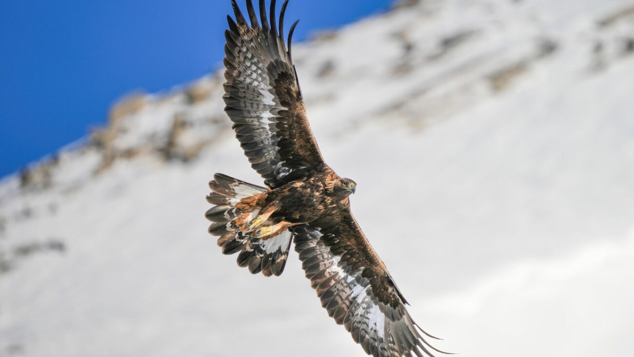A camera system at a Wyoming wind farm is helping protect eagles by automatically slowing turbines when birds approach. A study estimated the system reduced eagle fatalities by 82% at the 110 turbine site, showing how technology can make wind power safer for wildlife.
