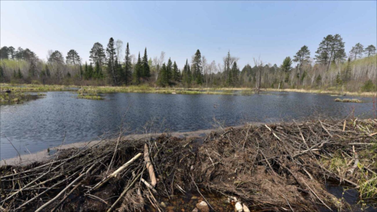Two beavers released in Dorset, England transformed a patch of woodland into a thriving wetland in just one year, building a 115-foot dam that created a pond where otters fish and barn owls hunt. The wetland is still holding water despite the 2026 drought.